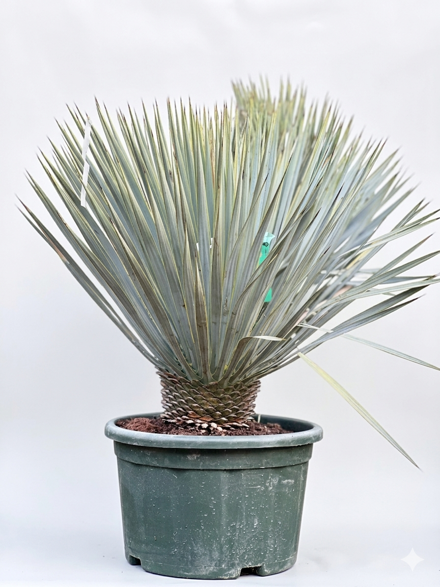 Yucca Rostrata