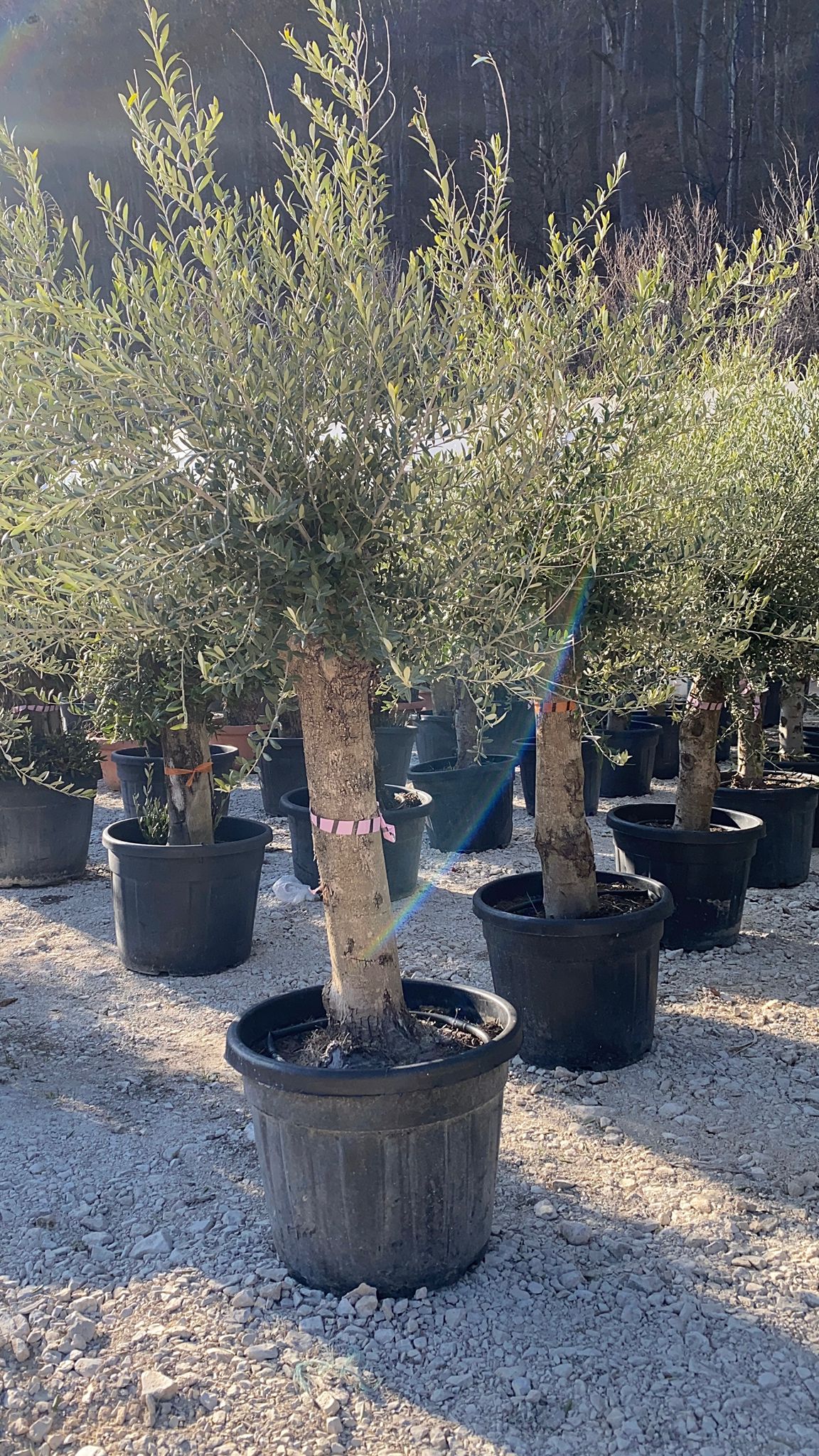 Maslin Oleea Europaea