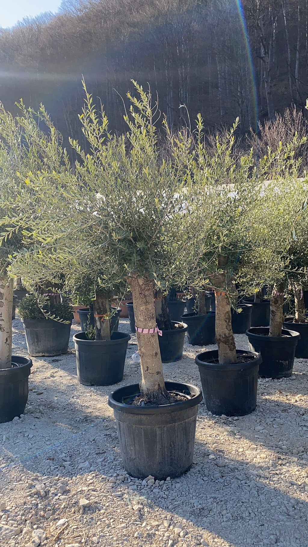 Maslin Oleea Europaea