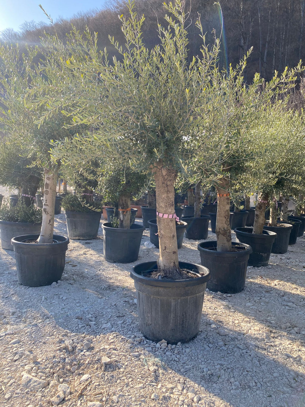 Maslin Oleea Europaea