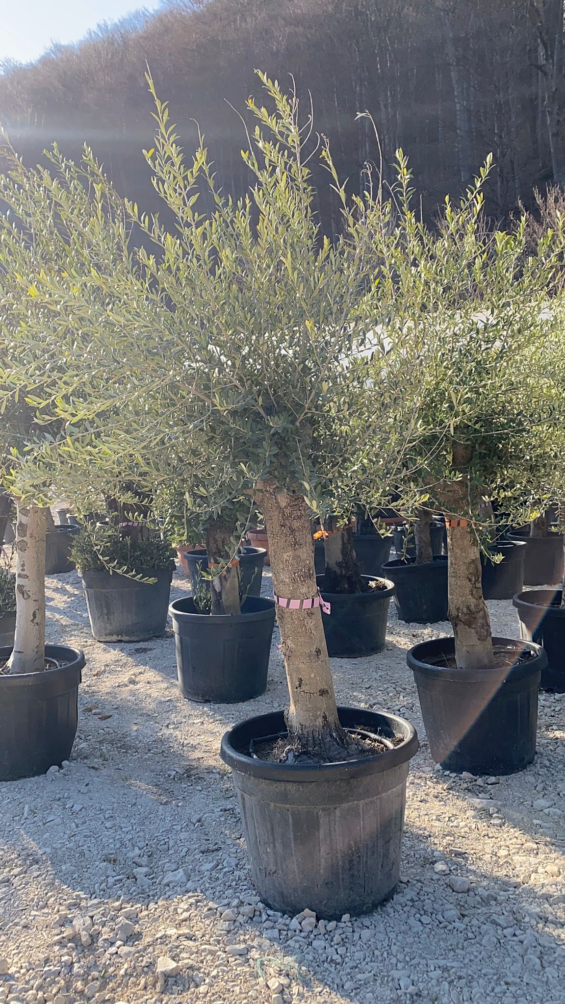 Maslin Oleea Europaea