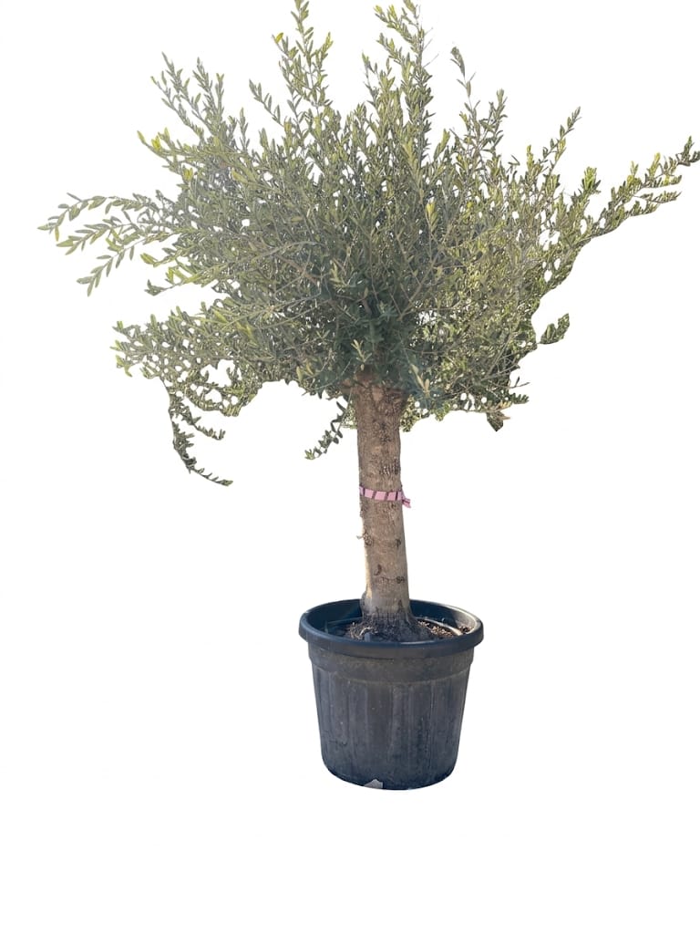 Maslin Oleea Europaea