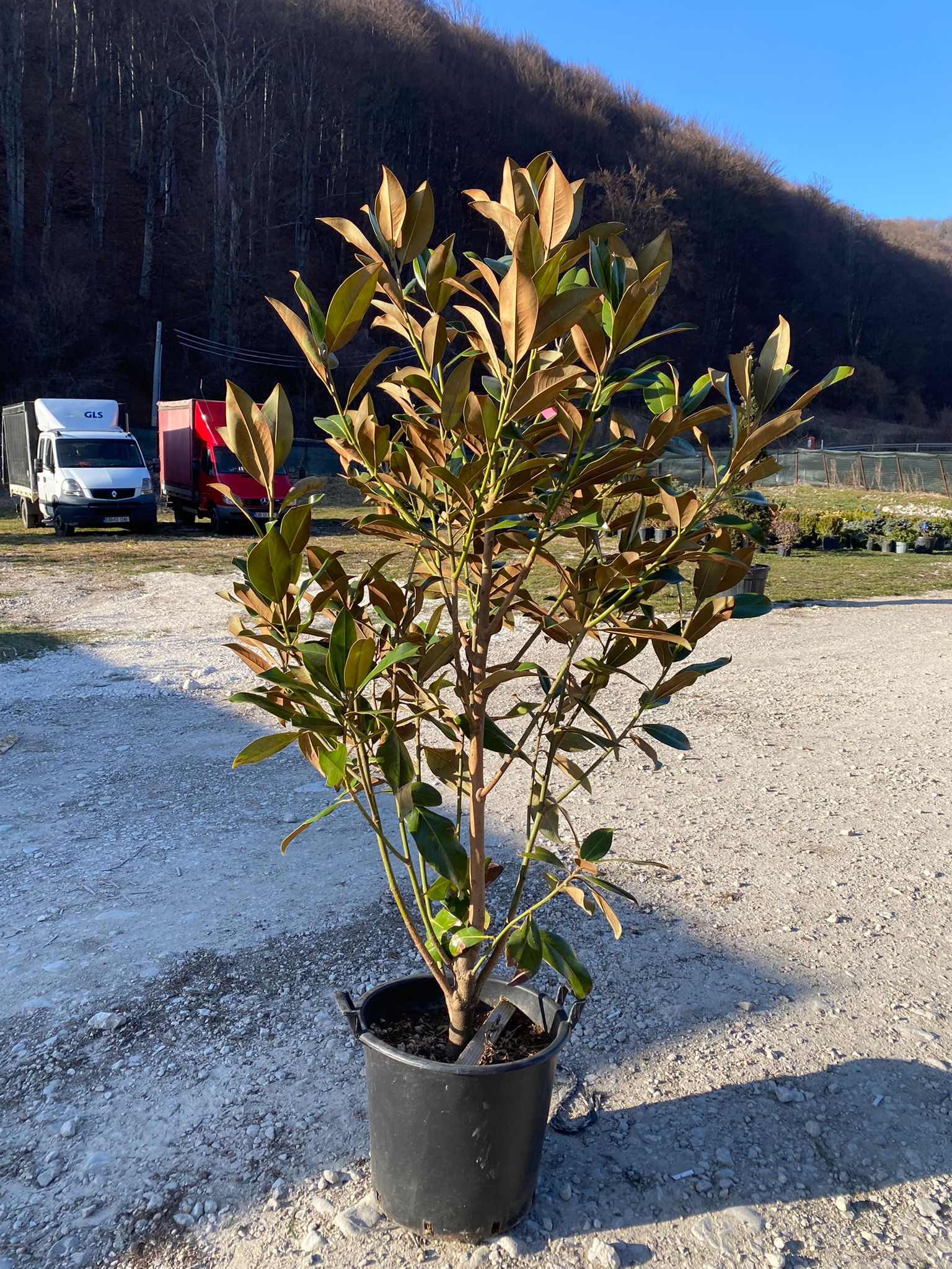 Magnolia Grandiflora Tufa