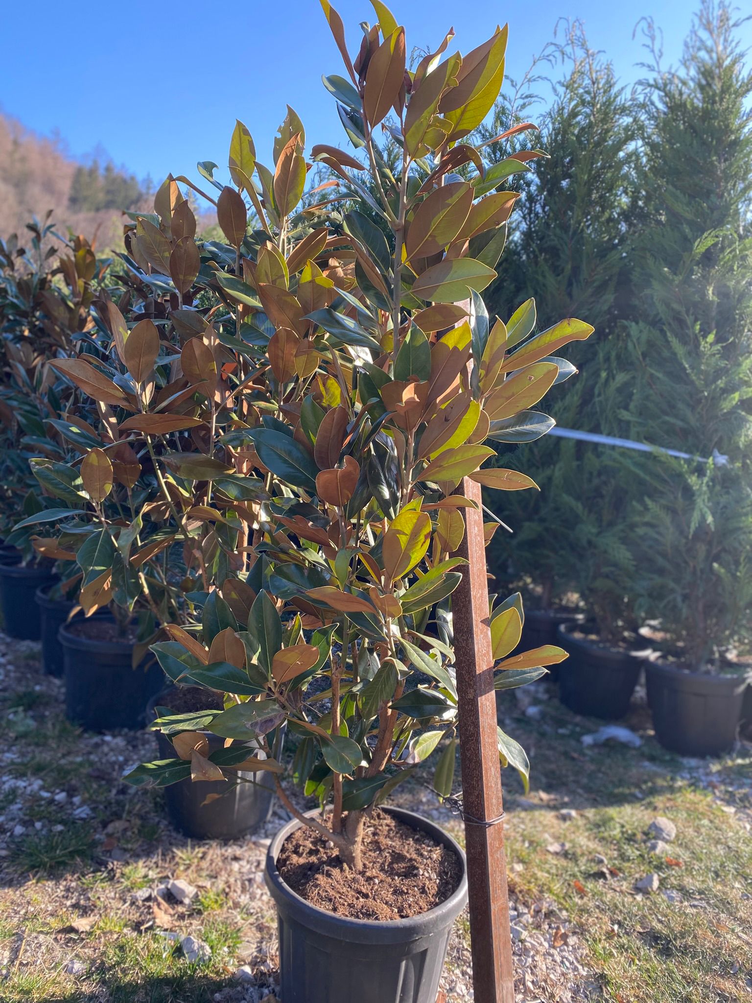 Magnolia Grandiflora Tufa