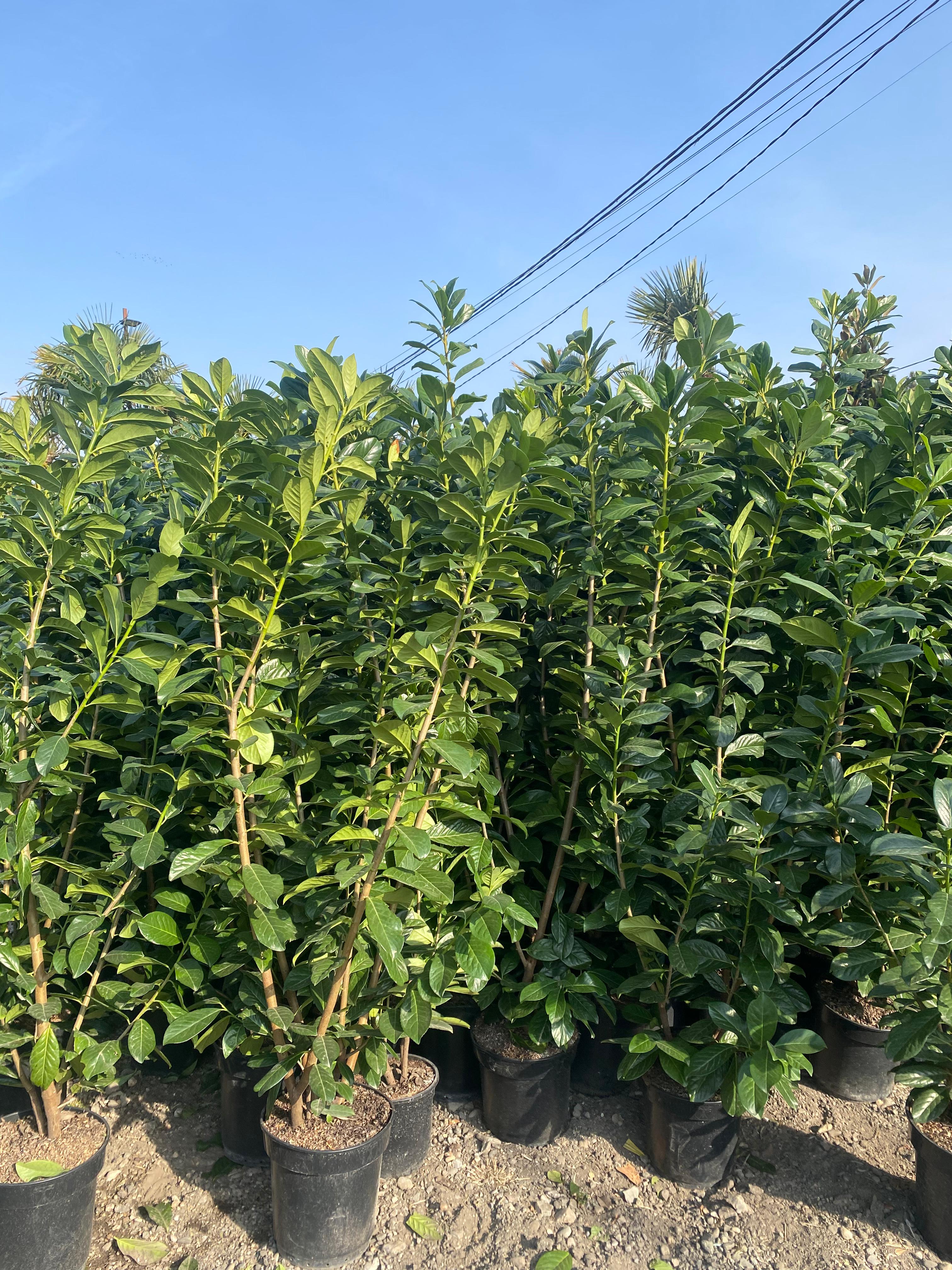 Laur Englezesc 1m