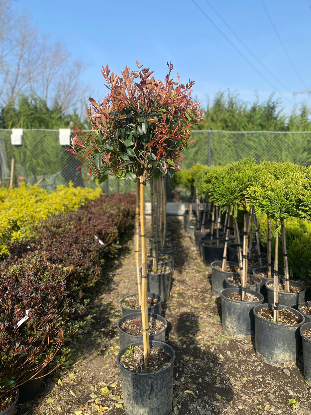 Photinia Red Robin pe picior