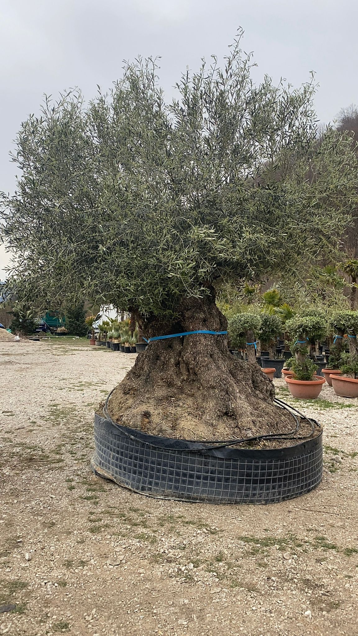 Maslin 700 de ani.