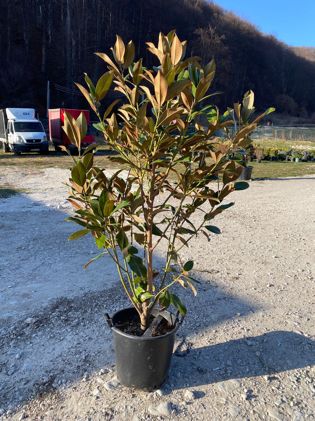 Magnolia Grandiflora Tufa